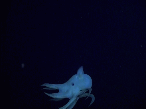 dumbo_octopus_grimpoteuthis-32746