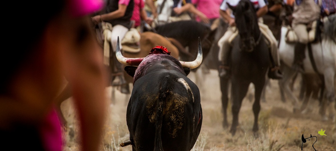 toro-de-la-vega-pacma