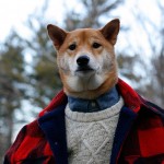 menswear-dog-08