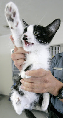 Kitler
