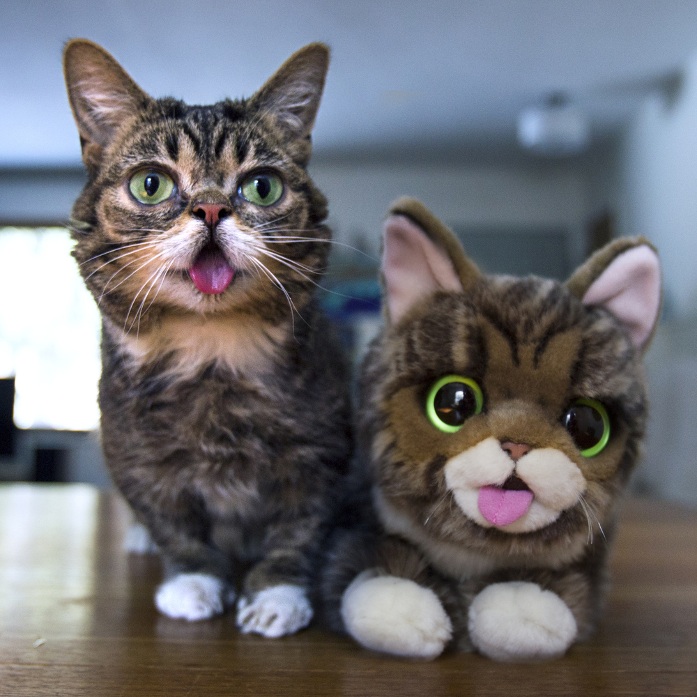 Lil Bub