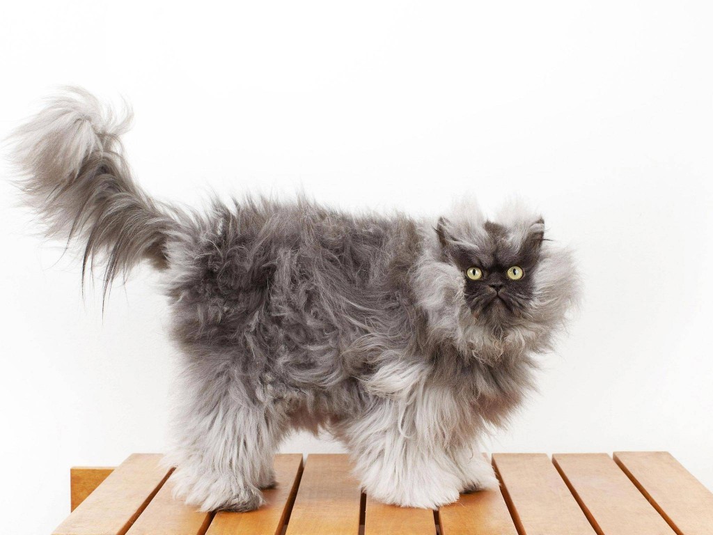 colonel meow