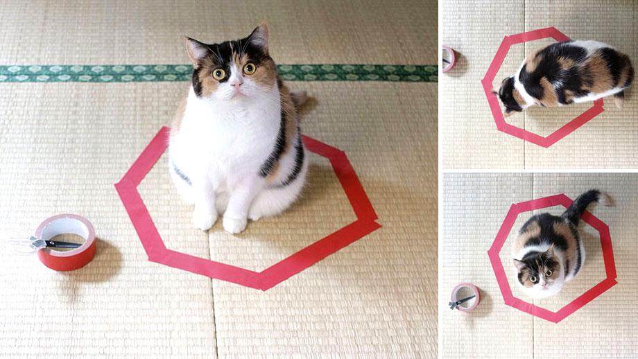 gato circulo