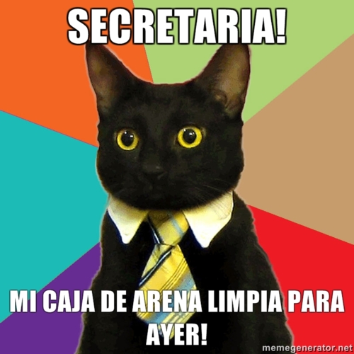 gato empresario