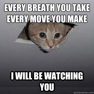 gato techo_2