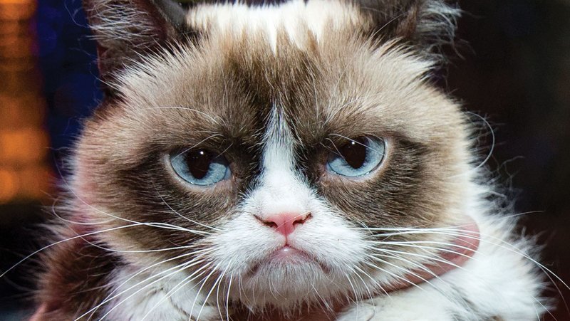 grumpy cat 2