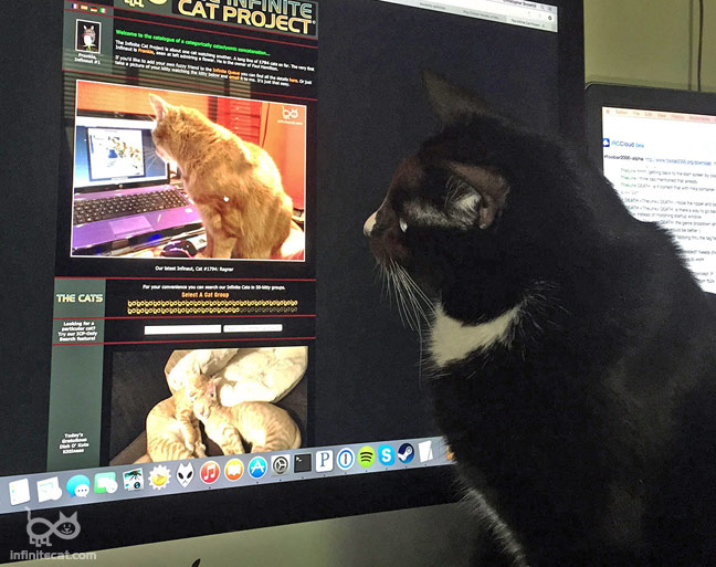infinite cat_2