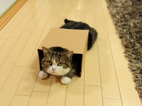 maru cat