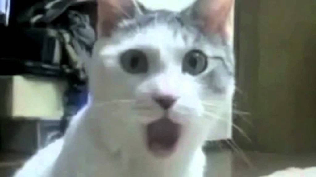 omg cat