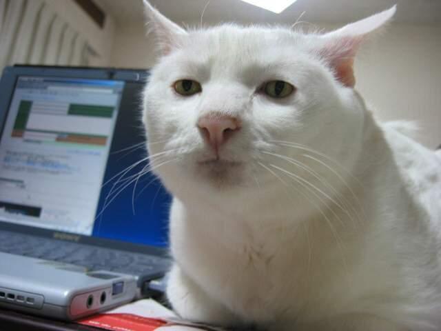 serious_cat