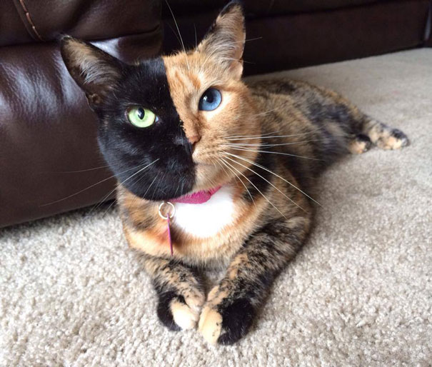venus