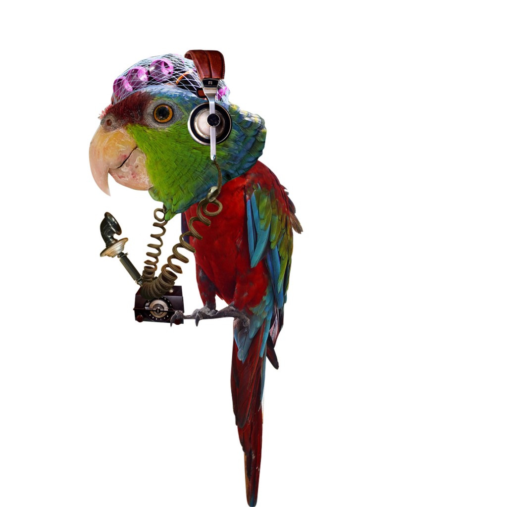 cotorra