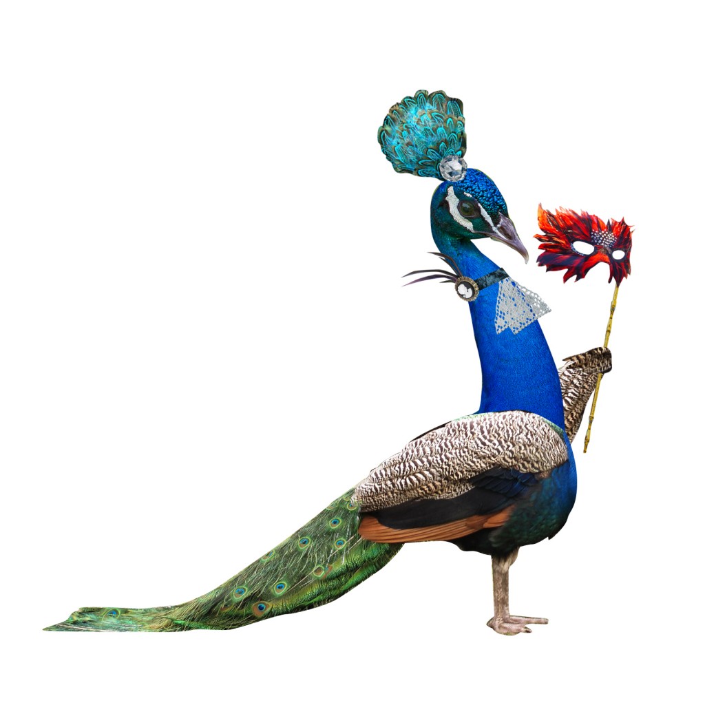 pavoreal