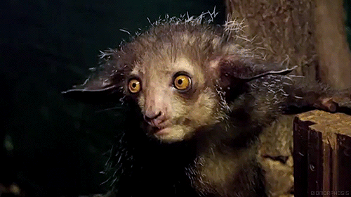 aye-aye