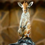 fusiones-animales-arte-digital-sarah-lee-deremer-2