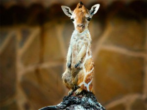 fusiones-animales-arte-digital-sarah-lee-deremer-2