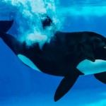 fusiones-animales-arte-digital-sarah-lee-deremer-4
