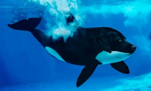 fusiones-animales-arte-digital-sarah-lee-deremer-4