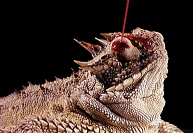 lagarto rojo