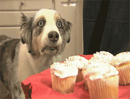 1243594993_cupcakedog-war-flashbacks