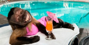 crystalmonkey