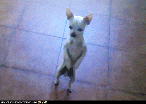 dog-funny-gif-dance-646592