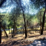 ruta-madrid-quinqui-arboleda