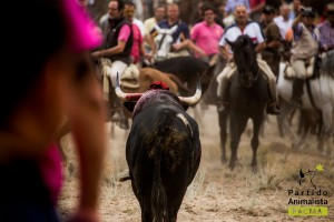 toro-de-la-vega-pacma