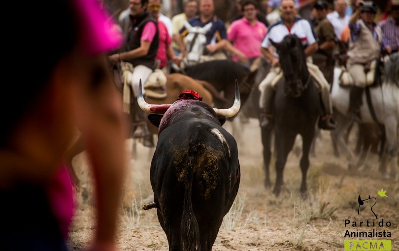 toro-de-la-vega-pacma