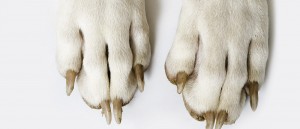 libro-patas-de-perro-apertura
