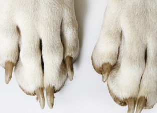 libro-patas-de-perro-apertura