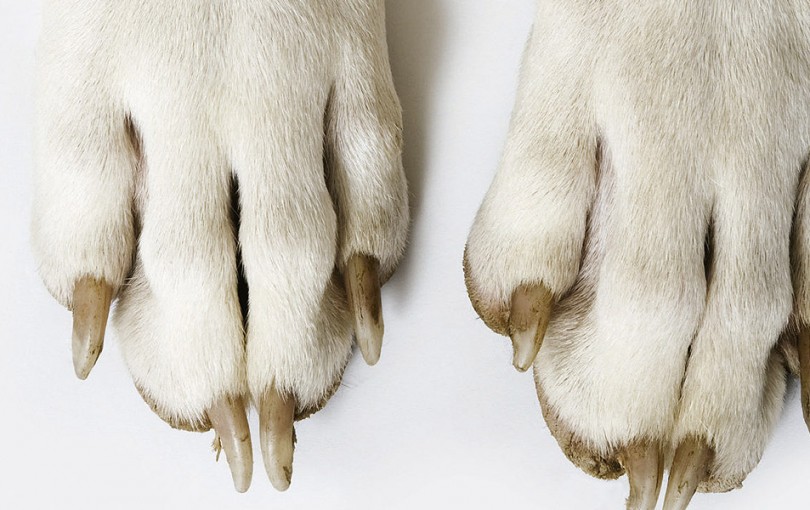 libro-patas-de-perro-apertura