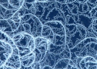 arte-bacterias-apertura